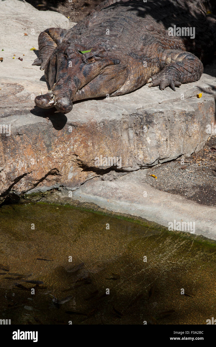 Falscher Gavial oder Tomistoma Schlegelii mit gekreuzten backen, auch bekannt als die falsche Gharial oder malaiische Gangesgavial Stockfoto