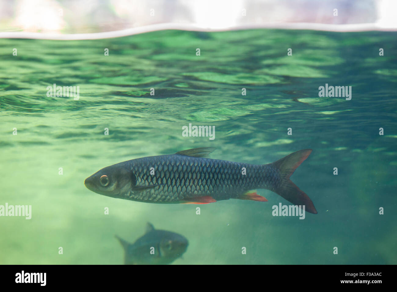 Flussfisch unter Wasser Mantellinie des Aquariums Stockfoto