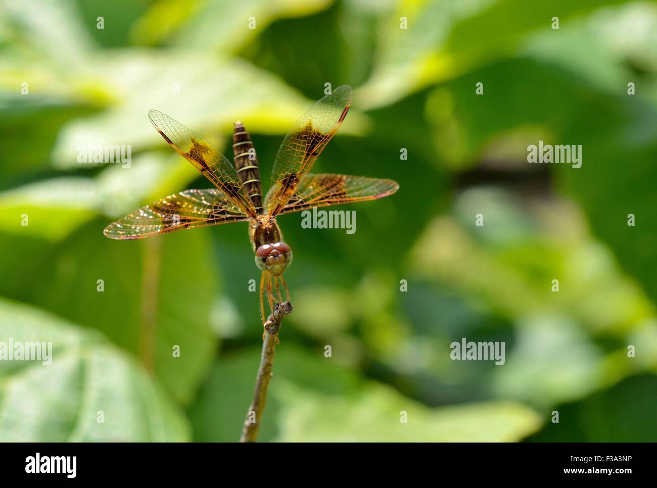 Libelle ruht auf einem Ast, Schwanz in der Luft Stockfoto