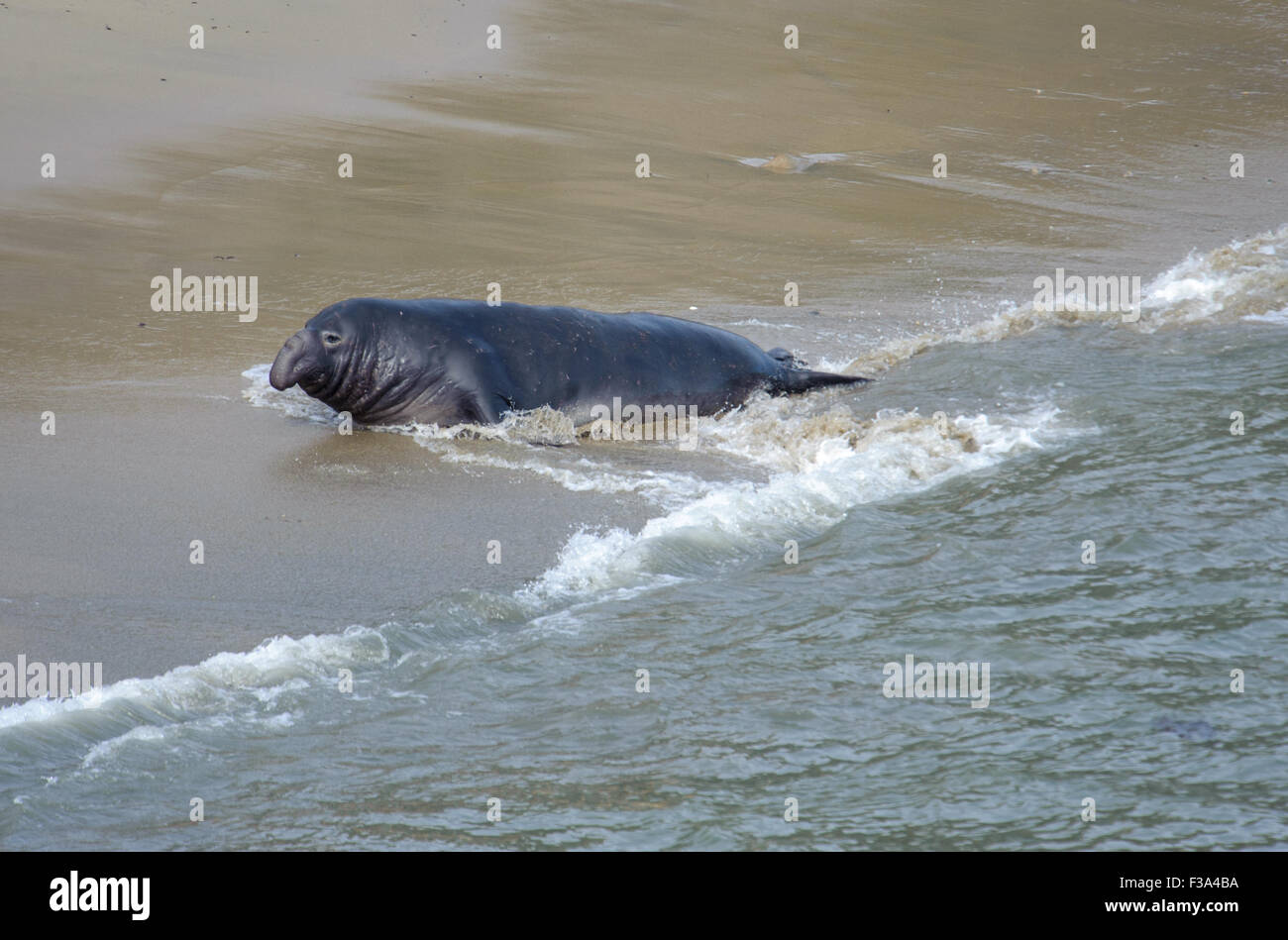 Nördlichen See-Elefanten (Mirounga Angustirostris), Point Reyes National Seashore, Kalifornien, USA Stockfoto