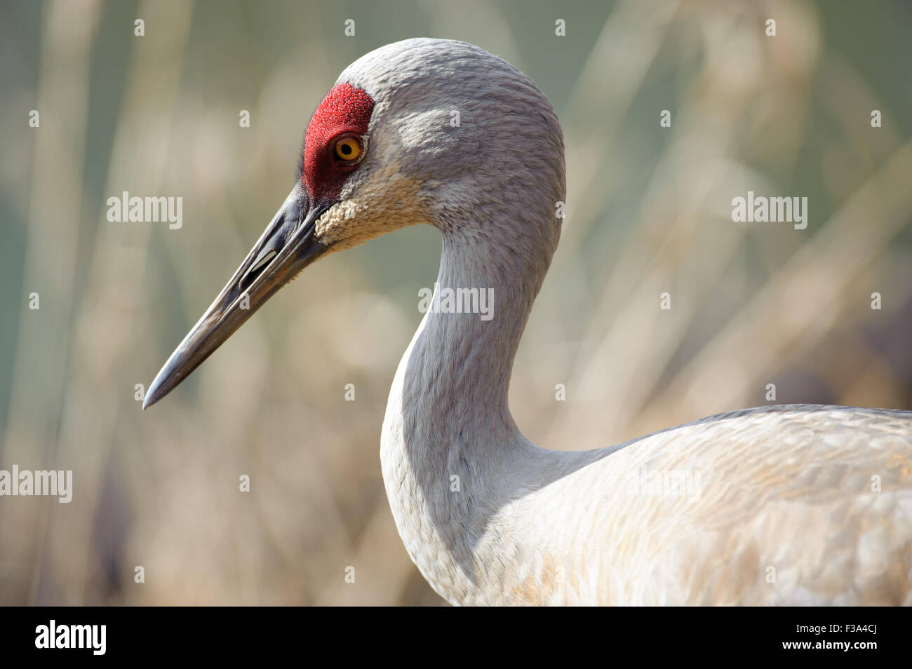 Sandhill Kran (Grus Canadensis), George C Reifel Migratory Bird Sanctuary, Vancouver, Britisch-Kolumbien, Kanada Stockfoto