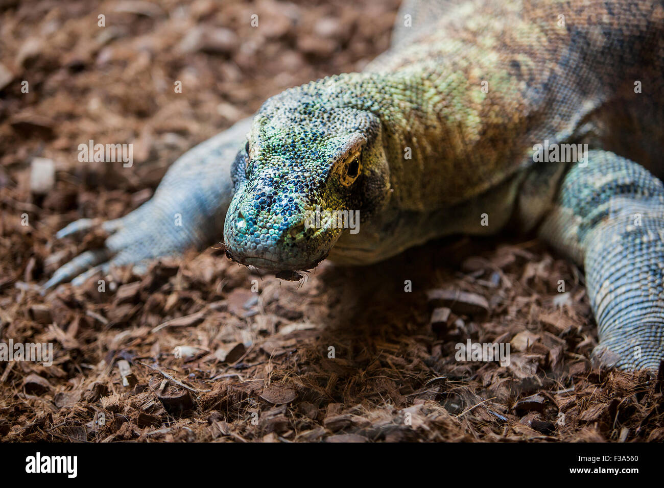 Komodo-Waran oder Varanus Komodoensis, auch bekannt als die Komodo-monitor Stockfoto