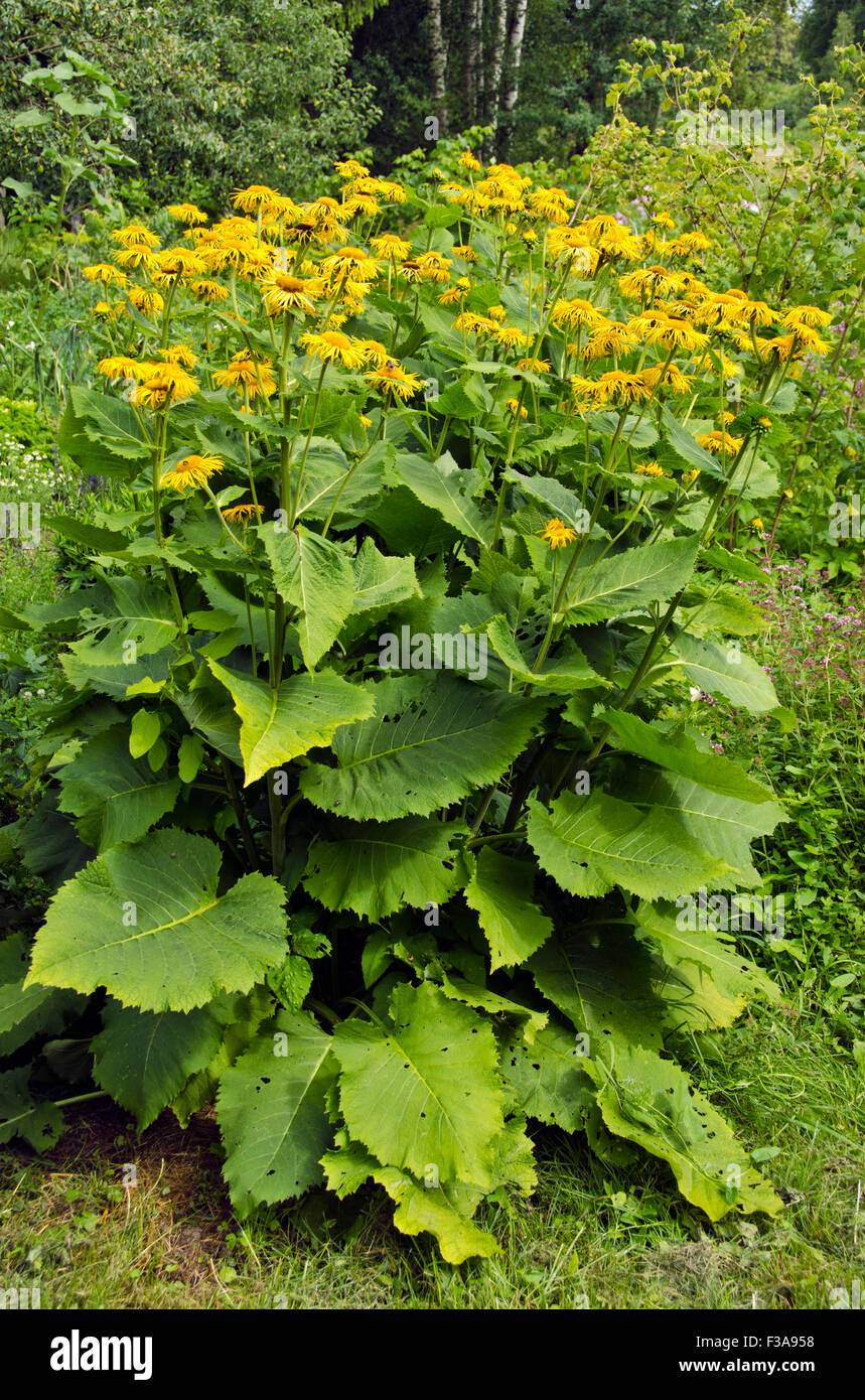 Heilen Sie Pferd-Pflanze blüht im Sommer Bauerngarten Stockfoto