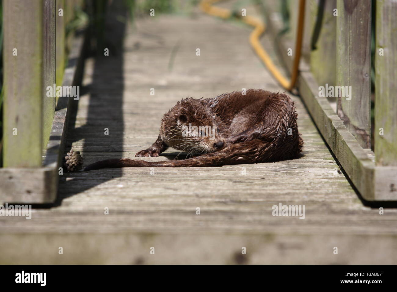 Otter am boardwalk Stockfoto