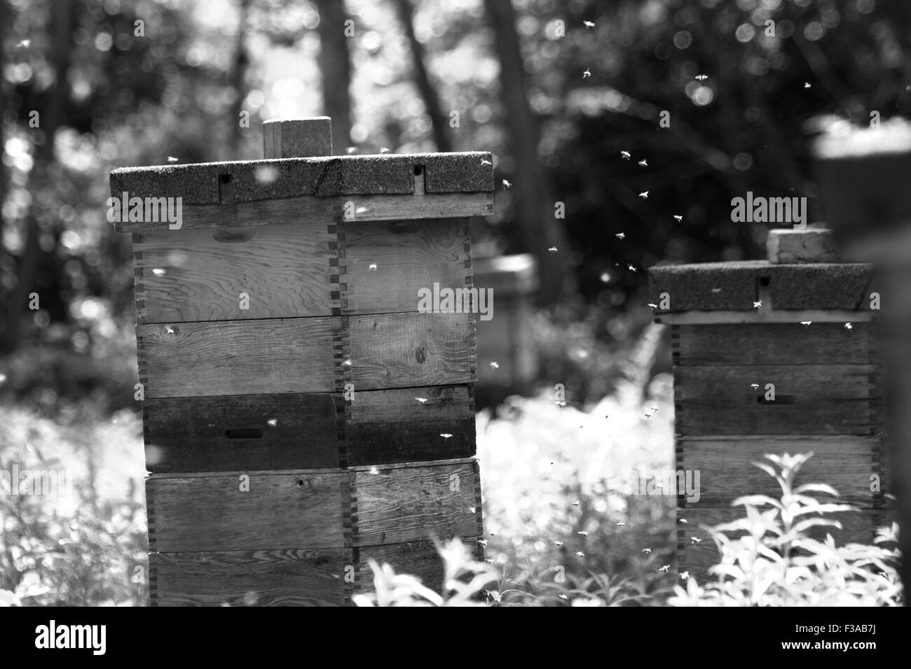 Bienen aktiv um Nesselsucht Stockfoto