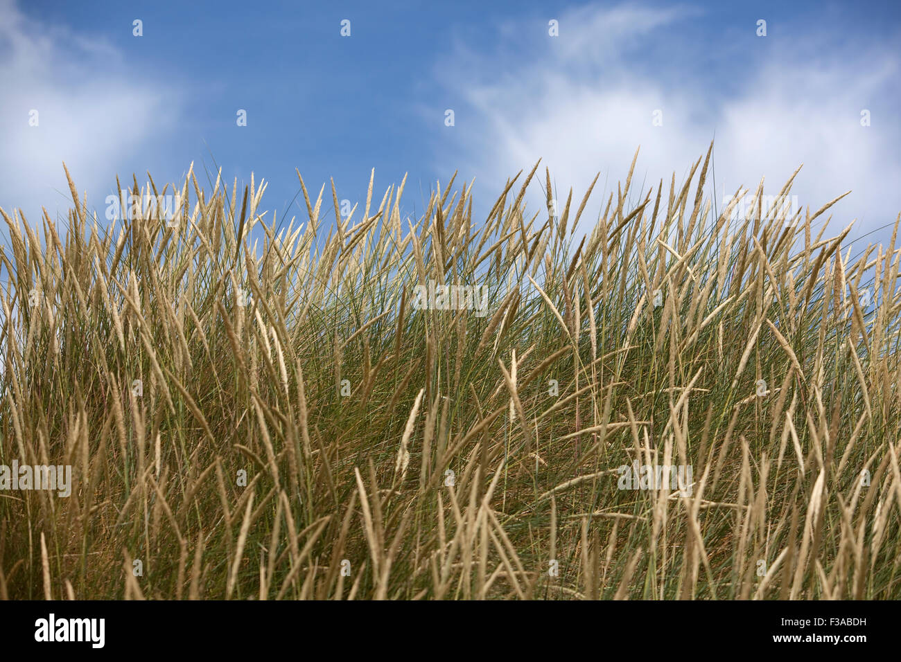 Dünengebieten Grass einer Sanddüne gegen blauen Himmel Stockfoto