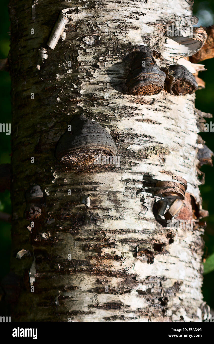 Chaga Pilz auf Birke im Mischwald. Stockfoto