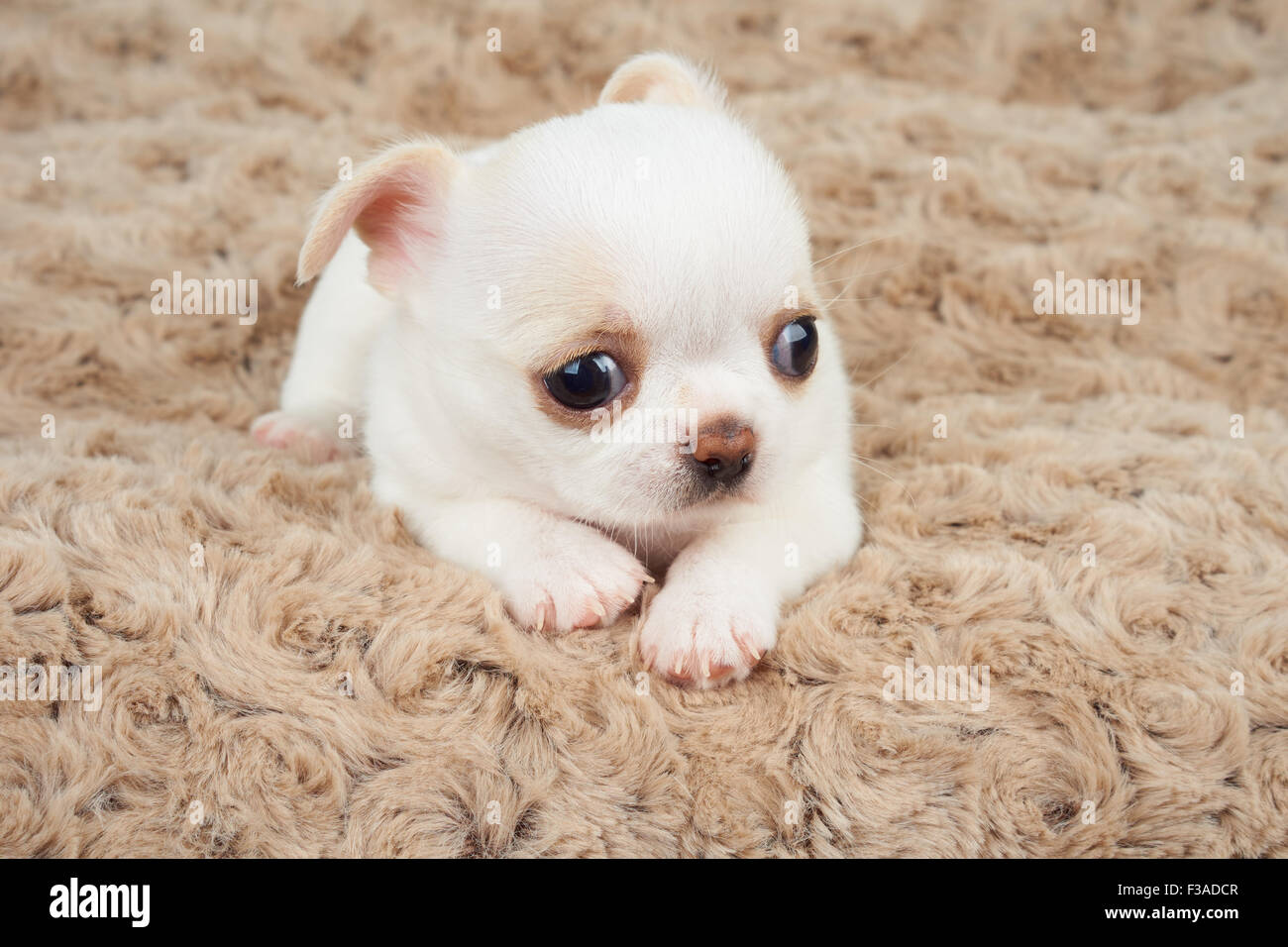 Puppy chihuahua on beige pet -Fotos und -Bildmaterial in hoher Auflösung –  Alamy