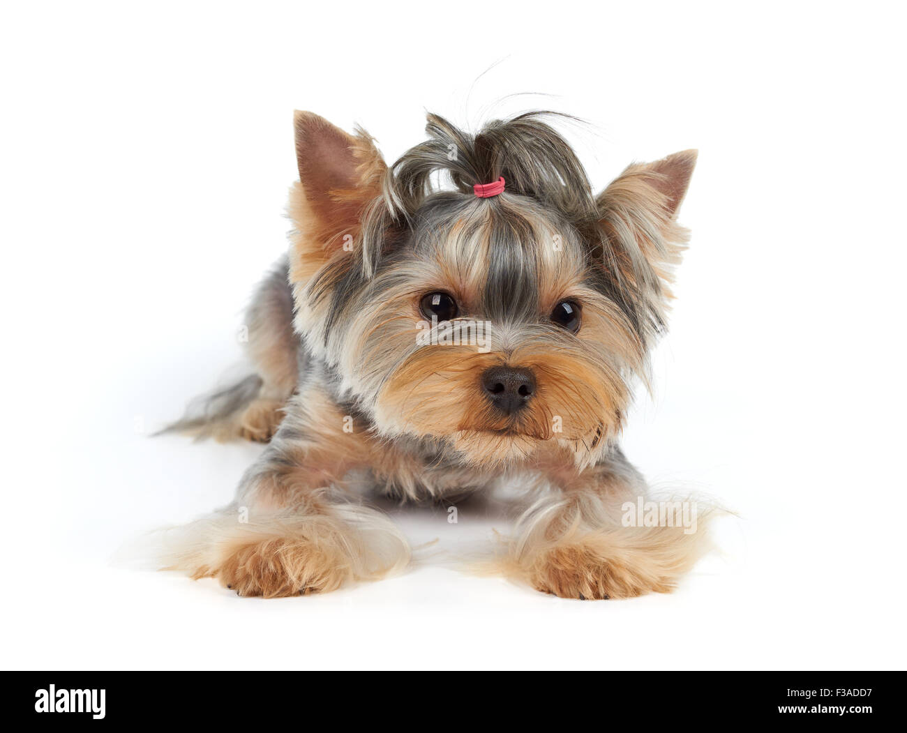 Haarschnitt-Yorkshire-Terrier liegt auf weißem Hintergrund Stockfoto