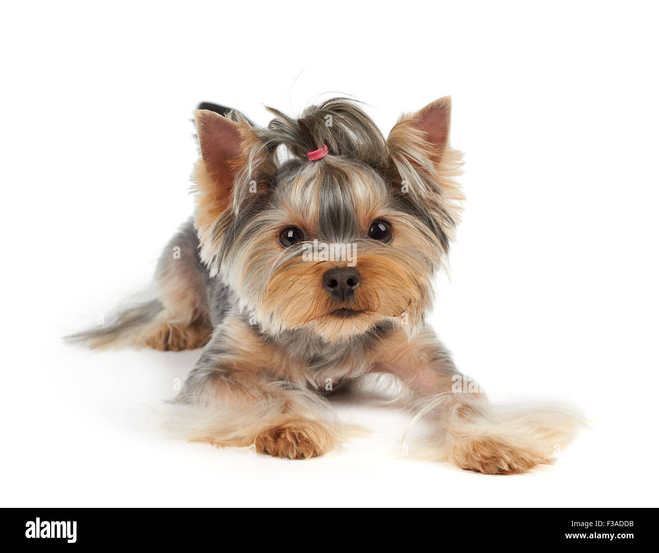 Yorkshire Terrier mit großen Augen schaut in die Kamera Stockfoto