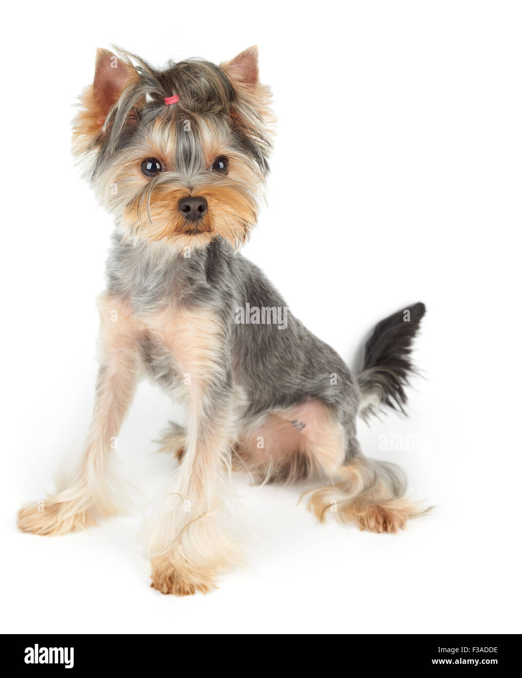 Haarschnitt-Yorkshire-Terrier sitzt auf weißem Hintergrund Stockfoto