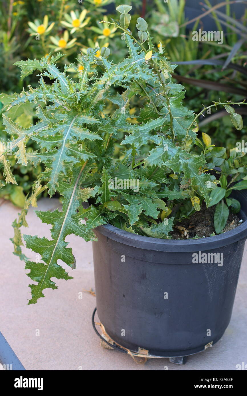 Sonchus Asper oder auch bekannt als stachelige Sow Thistle wildwachsenden neben Zitrusfrüchten Baum in einem Topf Stockfoto