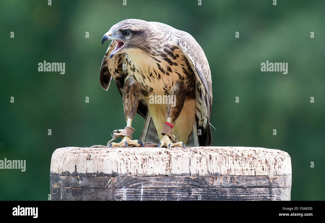 Eine Falknerei Display International Bird Of Prey mittendrin im Vereinigten Königreich Stockfoto