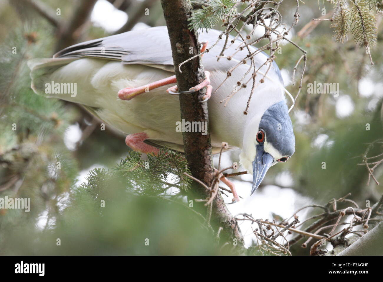 Heron in einem Baum nach unten in die Kamera schaut. Stockfoto