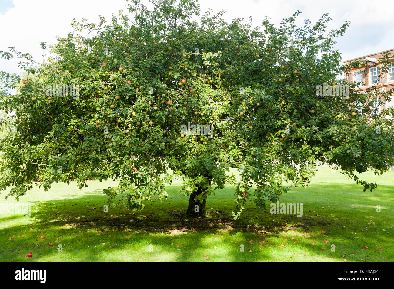 Newtons Apfelbaum auf dem Gelände des buschigen Haus; Teil des National Physical Laboratory (NPL) in Bushy Park, Teddington. VEREINIGTES KÖNIGREICH. Stockfoto