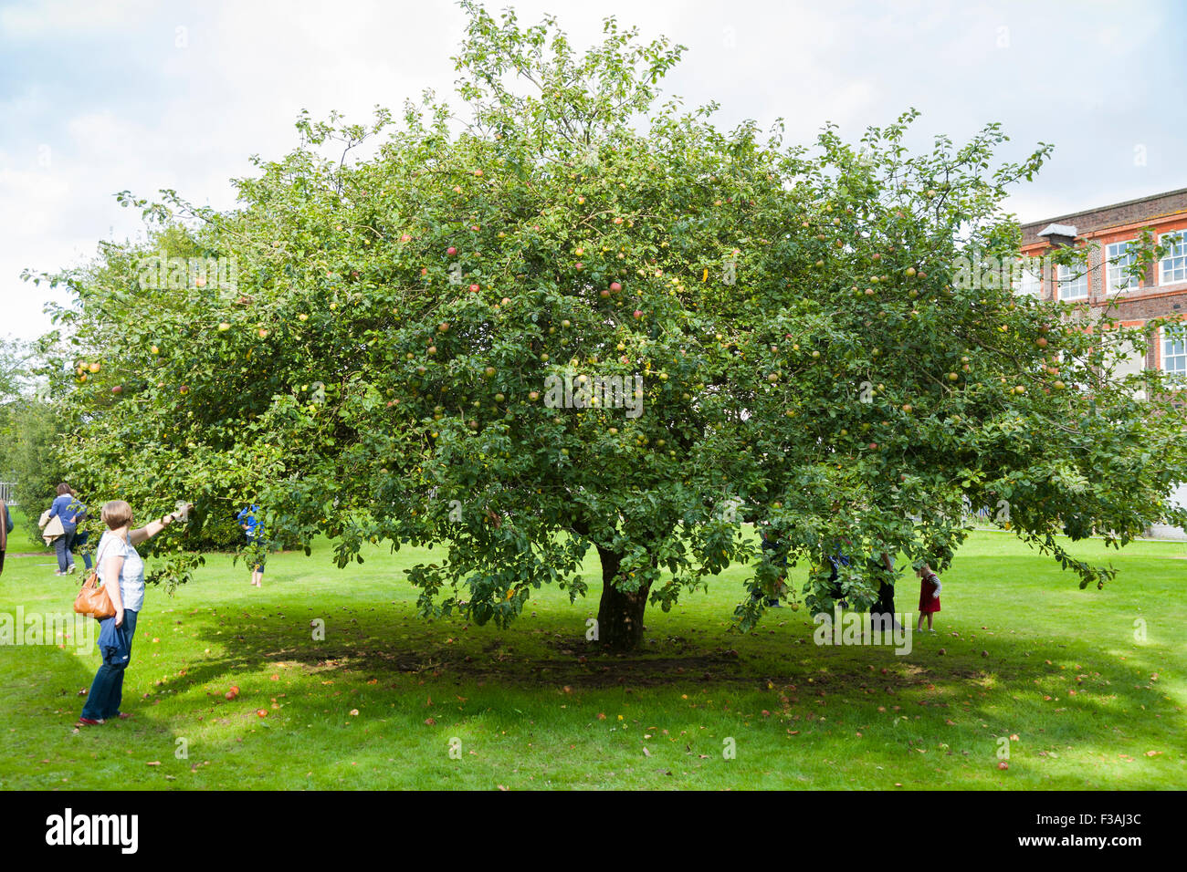 Newtons Apfelbaum auf dem Gelände des buschigen Haus; Teil des National Physical Laboratory (NPL) in Bushy Park, Teddington. VEREINIGTES KÖNIGREICH. Stockfoto