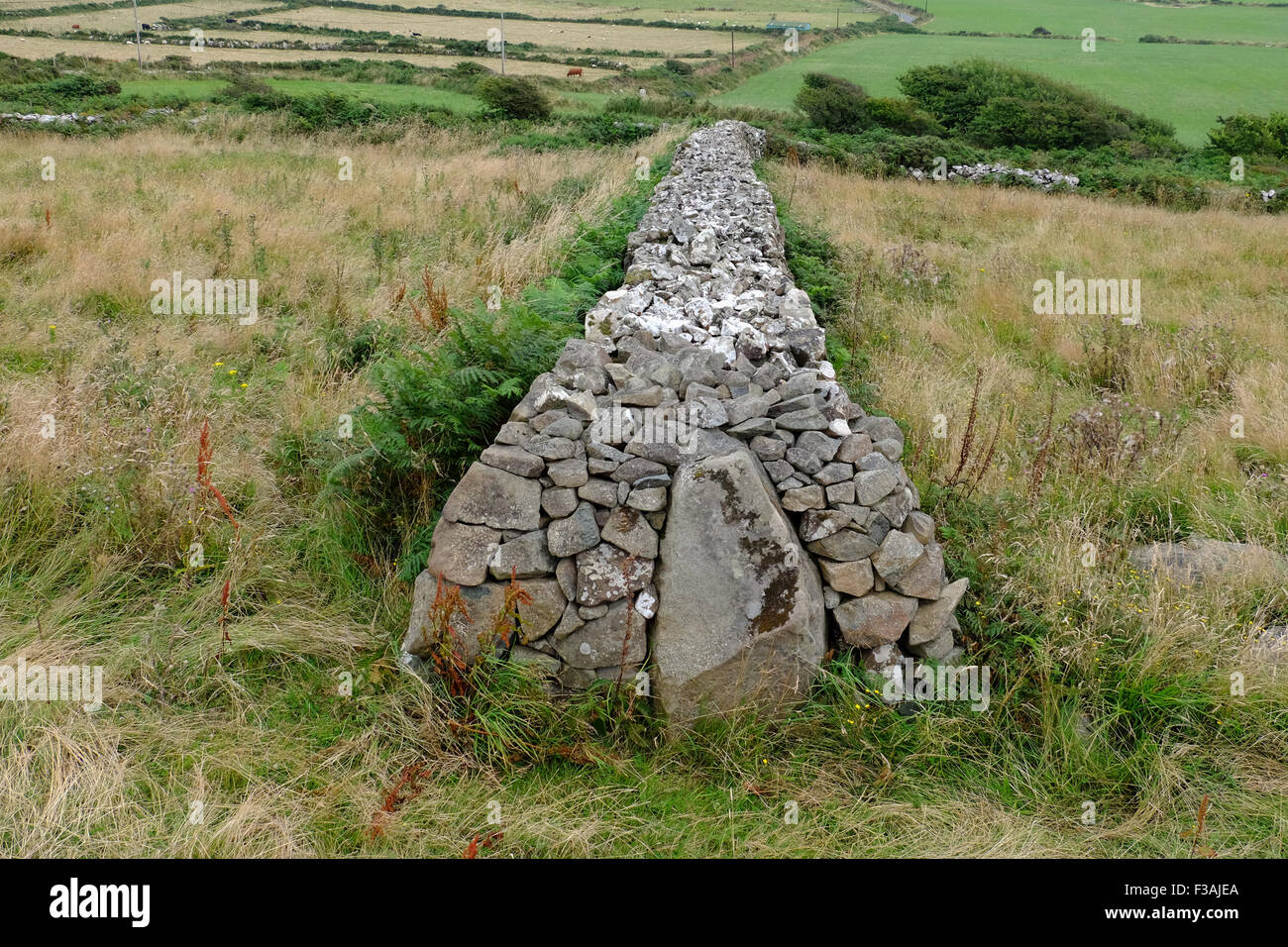 Pembrokeshire Trockenmauer auf Strumbles Head Stockfoto