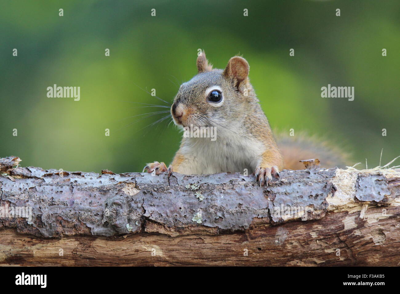 Eine amerikanische rote Eichhörnchen (Tamiasciurus Hudsonicus) über eine Niederlassung im Sommer schauen. Stockfoto