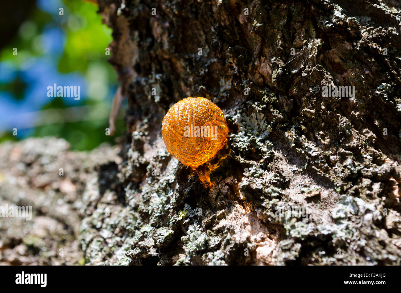 Baumrinde harz red Stockfotos und bilder Kaufen Alamy