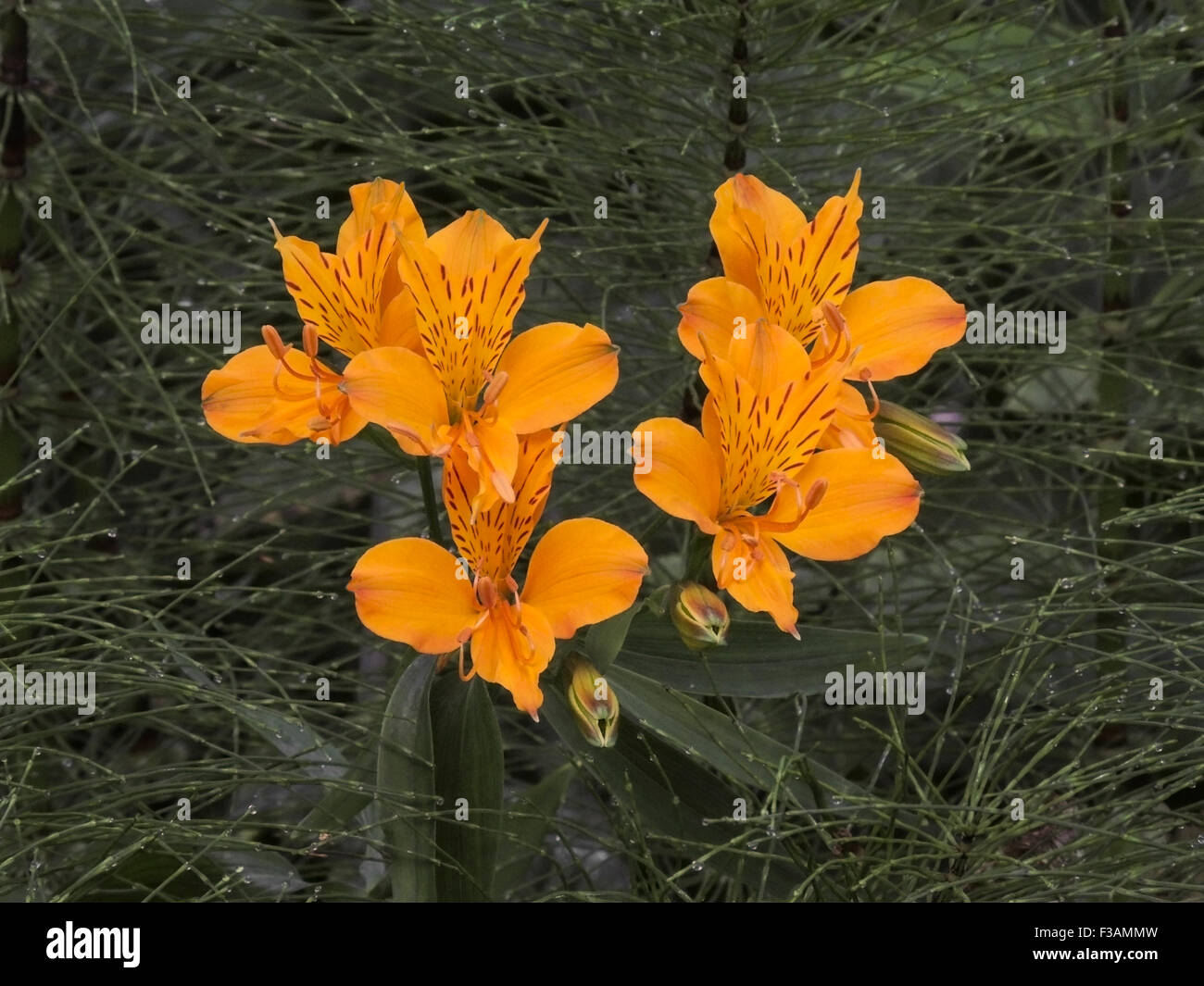 Lily gefunden in der Nähe der "Big Tree" in der Prairie Creek Redwood State Park an der kalifornischen Pazifikküste. Stockfoto