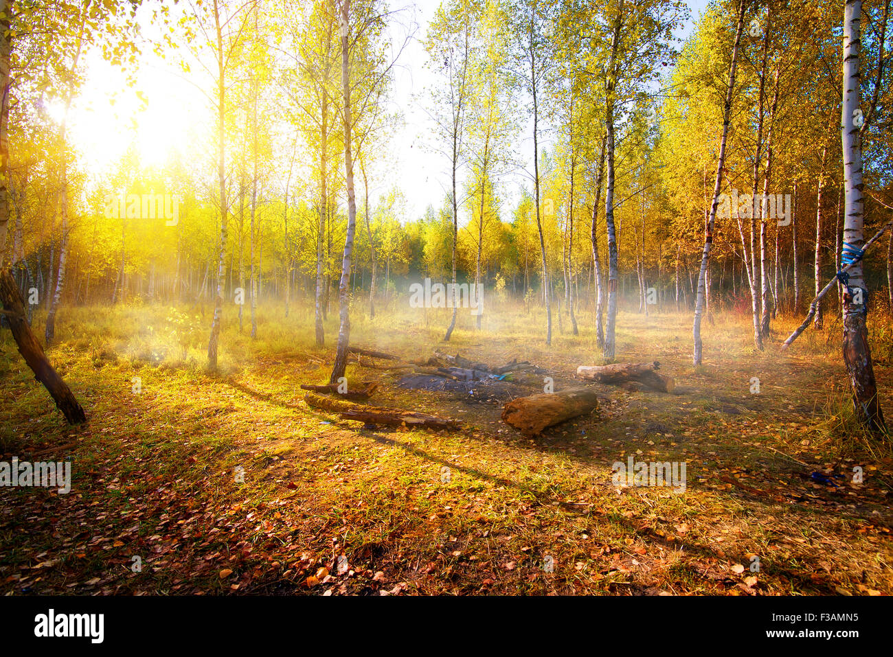 Birken im Herbst Park am Morgen Stockfoto