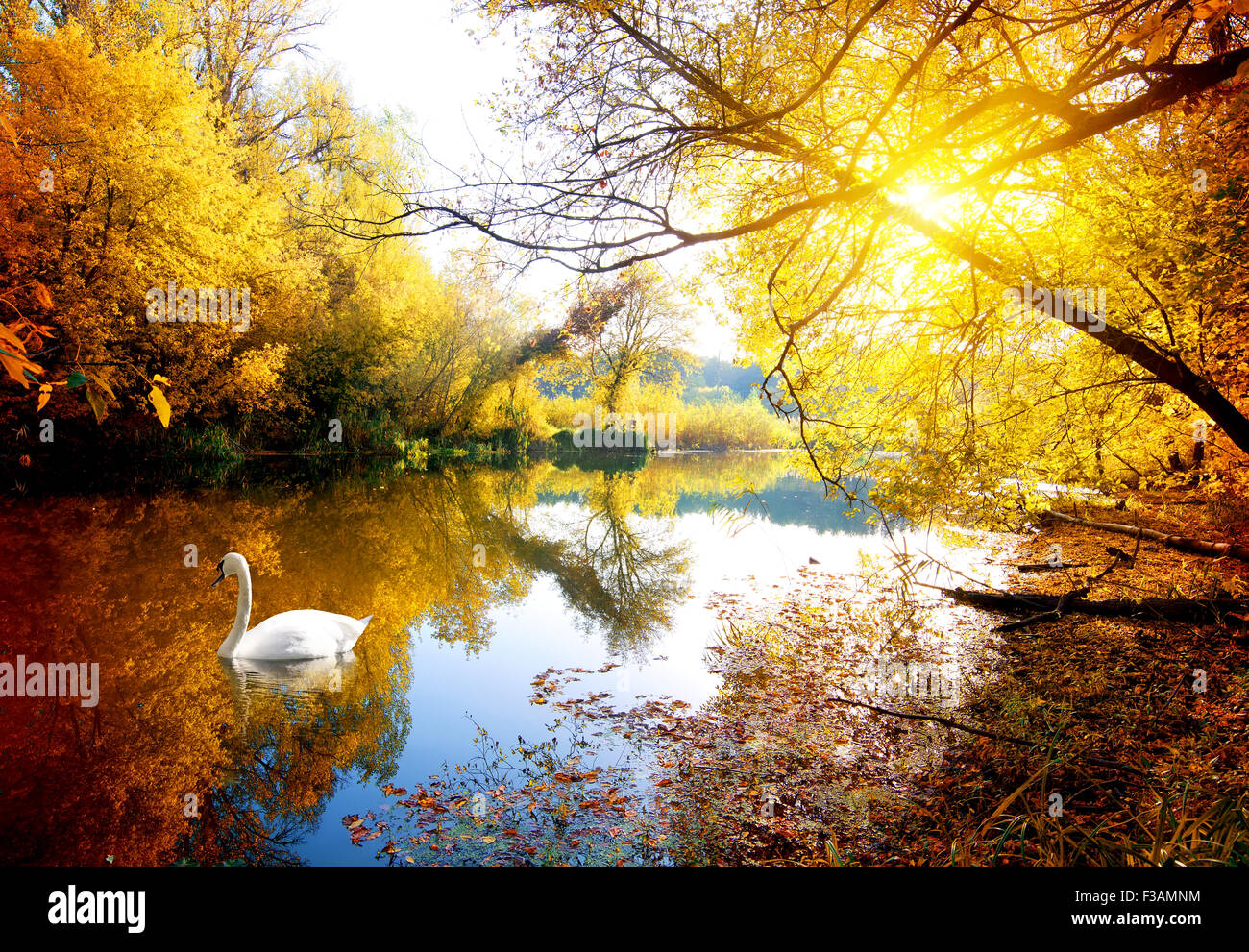 Schwan am Fluss im herbstlichen Wald Stockfoto