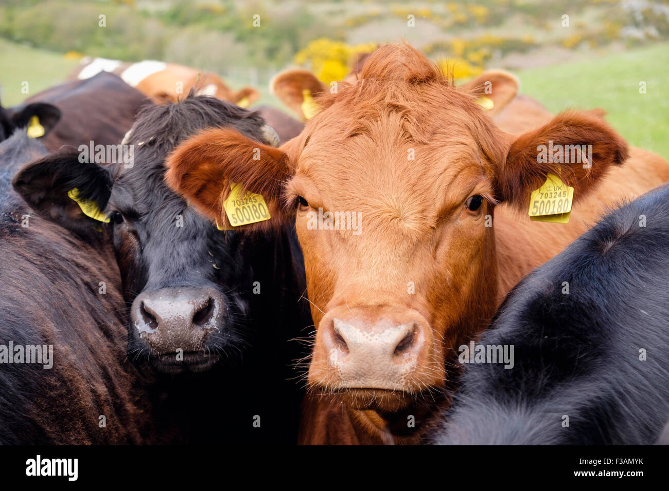 Neugierige junge Stiere Bos taurus (Rinder) mit gelben Ohrmarken auf einem Bauernhof. Wales, Großbritannien, Großbritannien Stockfoto