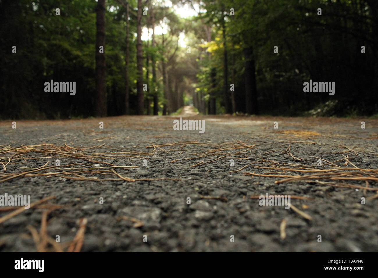 Weg durch den tiefen Wald mit einem fernen sonnigen Flecken des Lichts, Fokus auf den Vordergrund Stockfoto