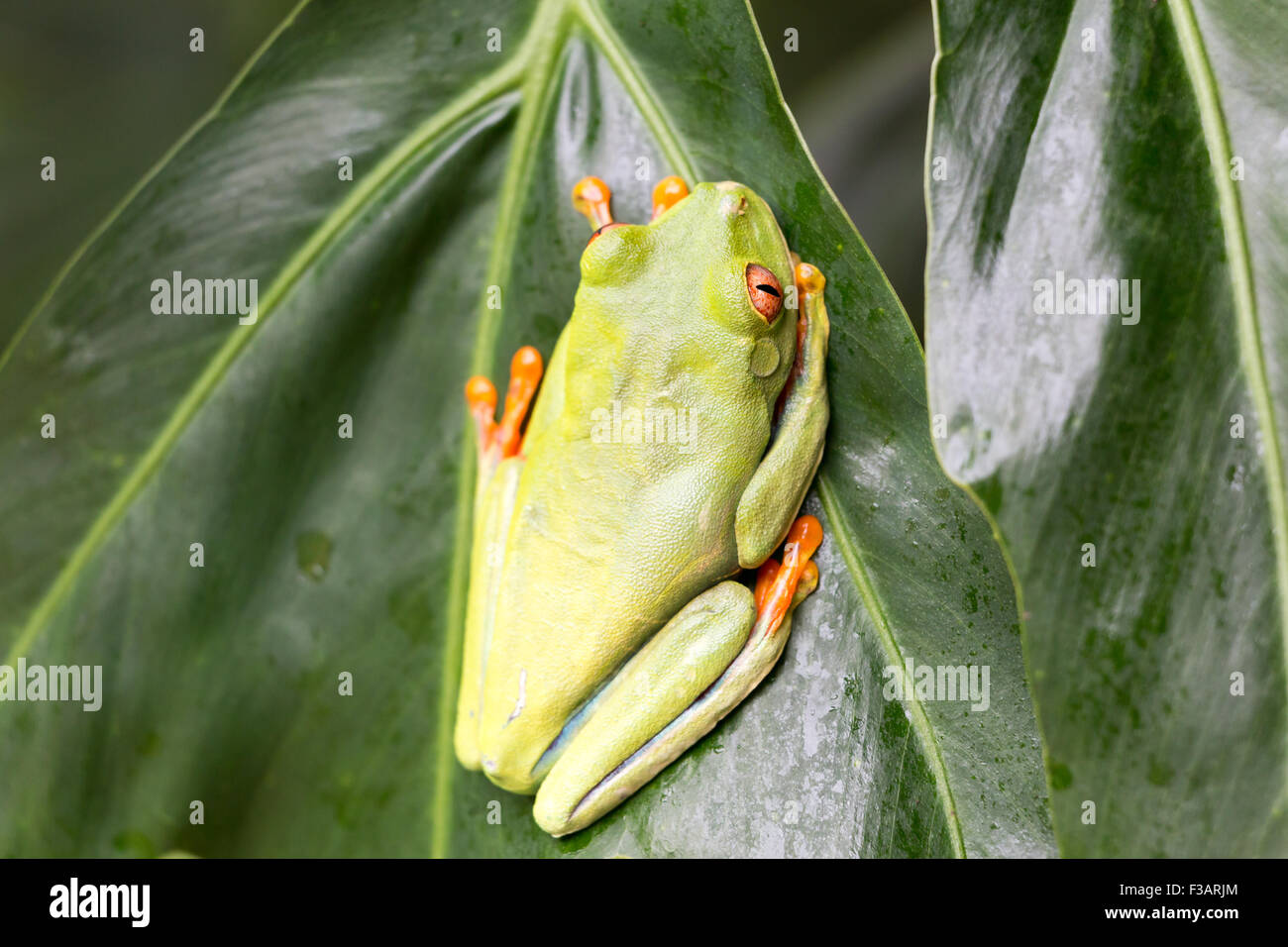 Costa Rica, Red Eyed Laubfrosch, Tortuguero Nationalpark Stockfoto