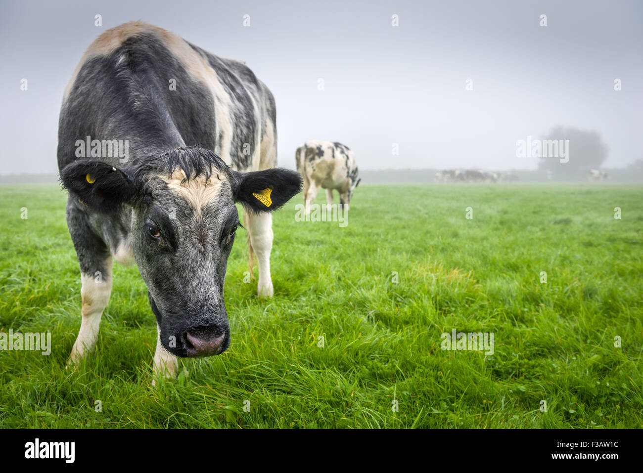 Kühe im Nebel Stockfoto