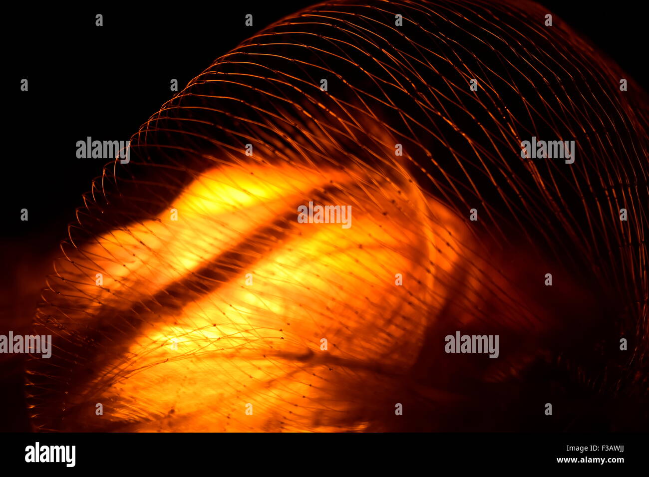 Schöne Geschäfte Hintergrund Foto, Fischnetz Fotos für Geschäftszwecke Hintergrund oder Hintergrund. Stockfoto