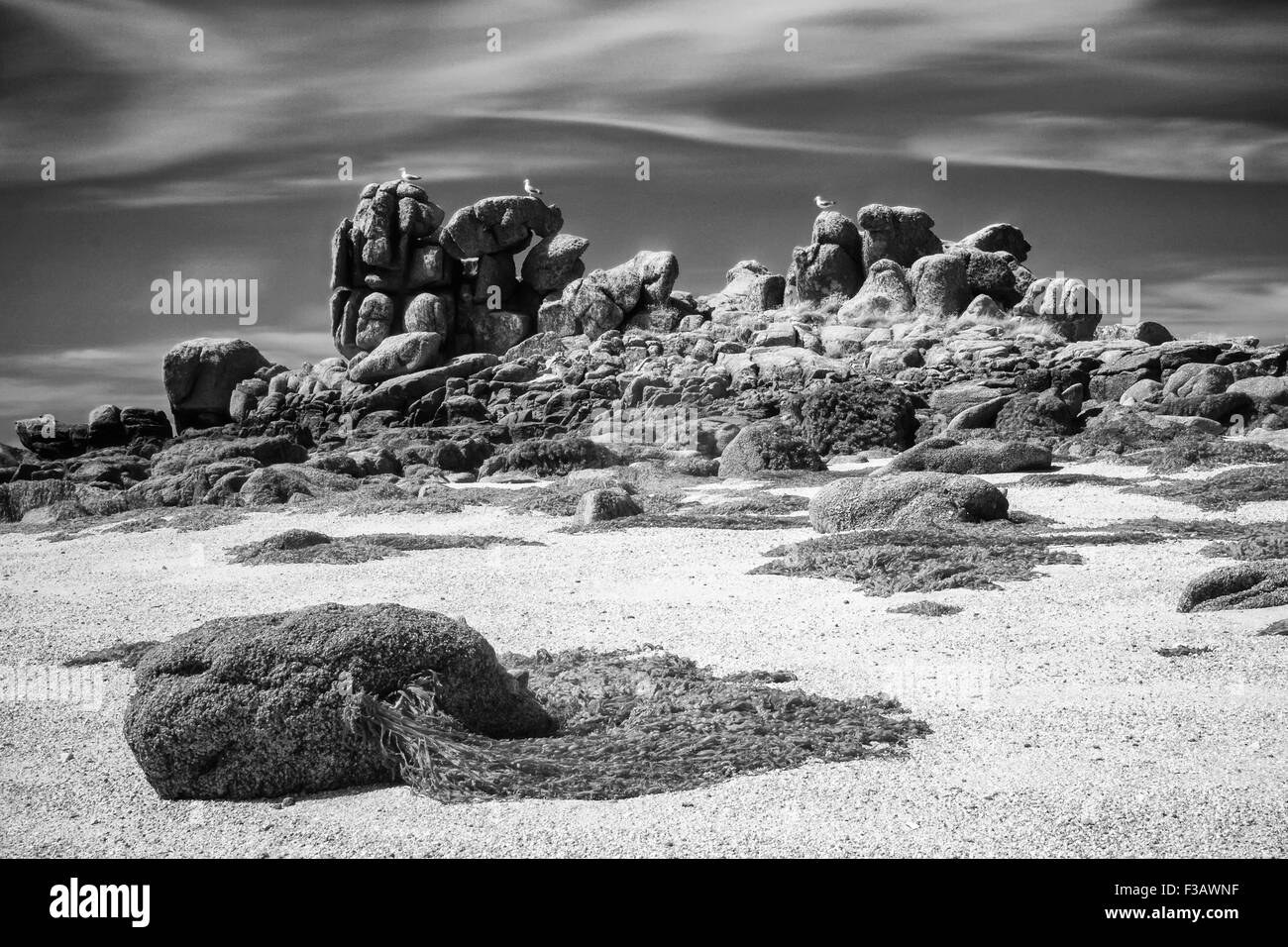 Ein Strand auf den Scilly-Inseln mit einem Stein bedeckt mit Algen vor Stockfoto