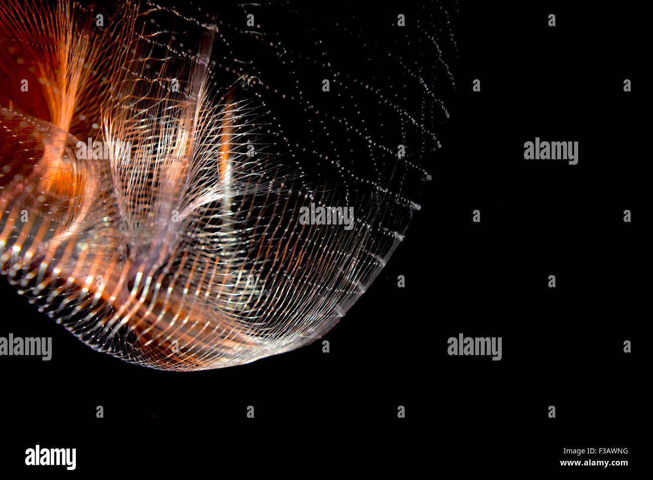 Schöne Geschäfte Hintergrund Foto, Fischnetz Fotos für Geschäftszwecke Hintergrund oder Hintergrund. Stockfoto