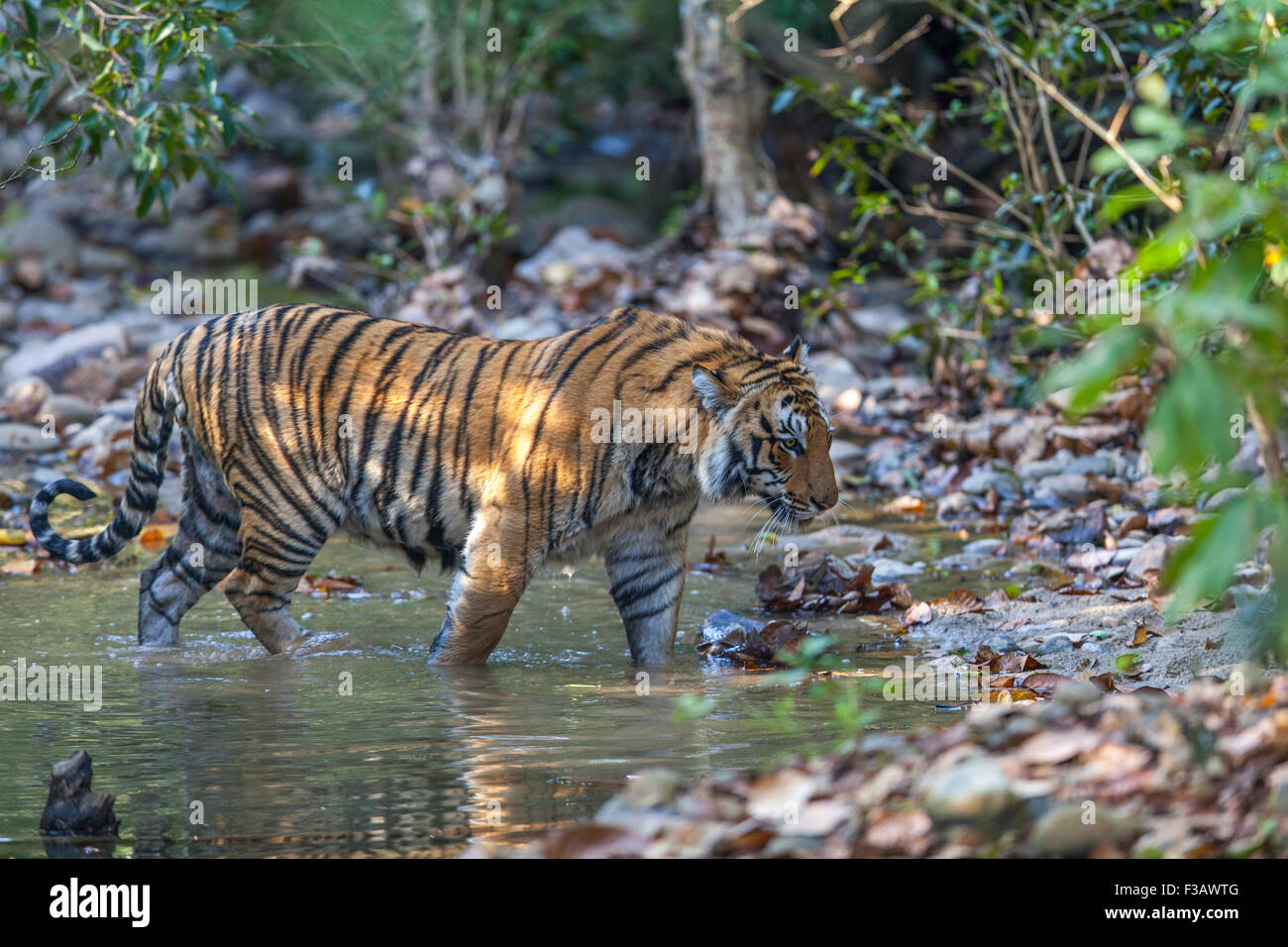 Sub adult Bengal Tiger schleichen in Jim Corbett Nationalpark, Indien. (Panthera Tigris) Stockfoto