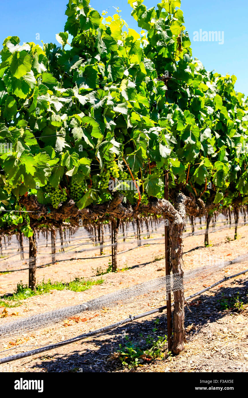 Weinreben im Fess Parker Weinberg in der Foxen Canyon Wein Trai-Region im Santa Barbara County, Kalifornien Stockfoto