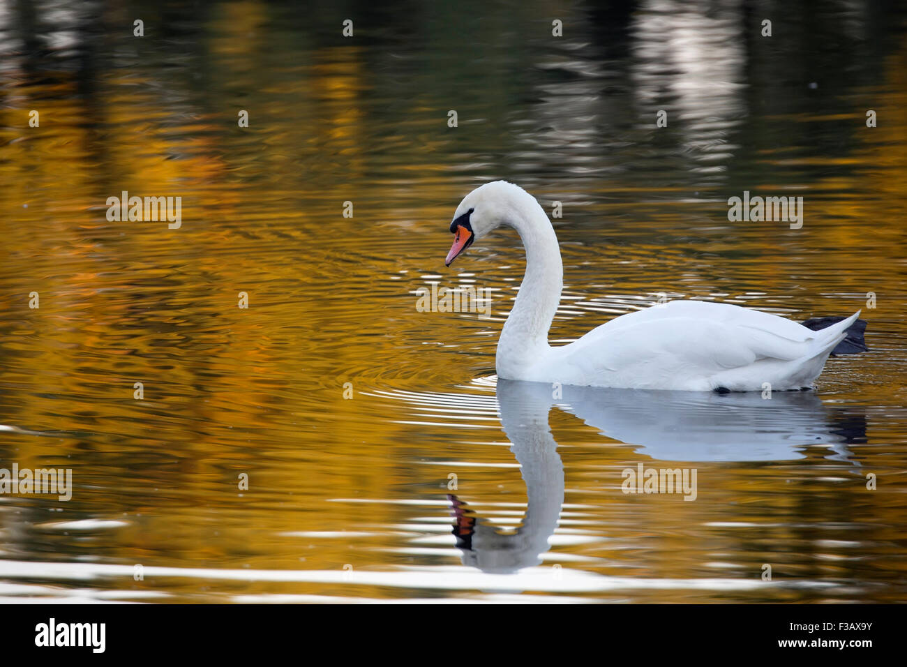 Schwan in freier Wildbahn Stockfoto Schwan in freier Wildbahn Stockfoto