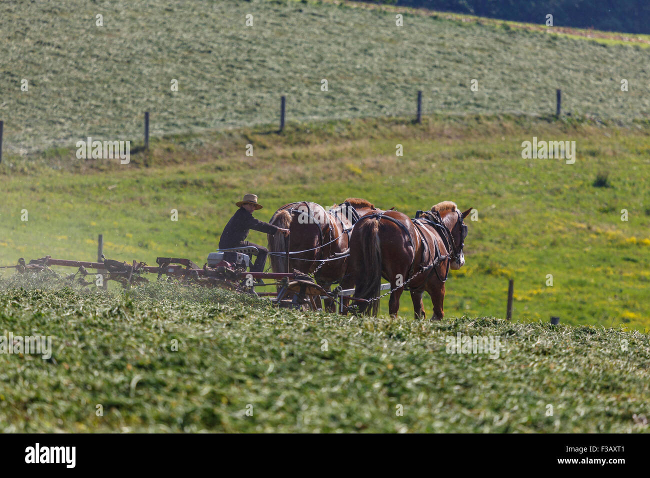 Junge Amish junge arbeitet ein Pferd gezogenen Heuwender Stockfoto