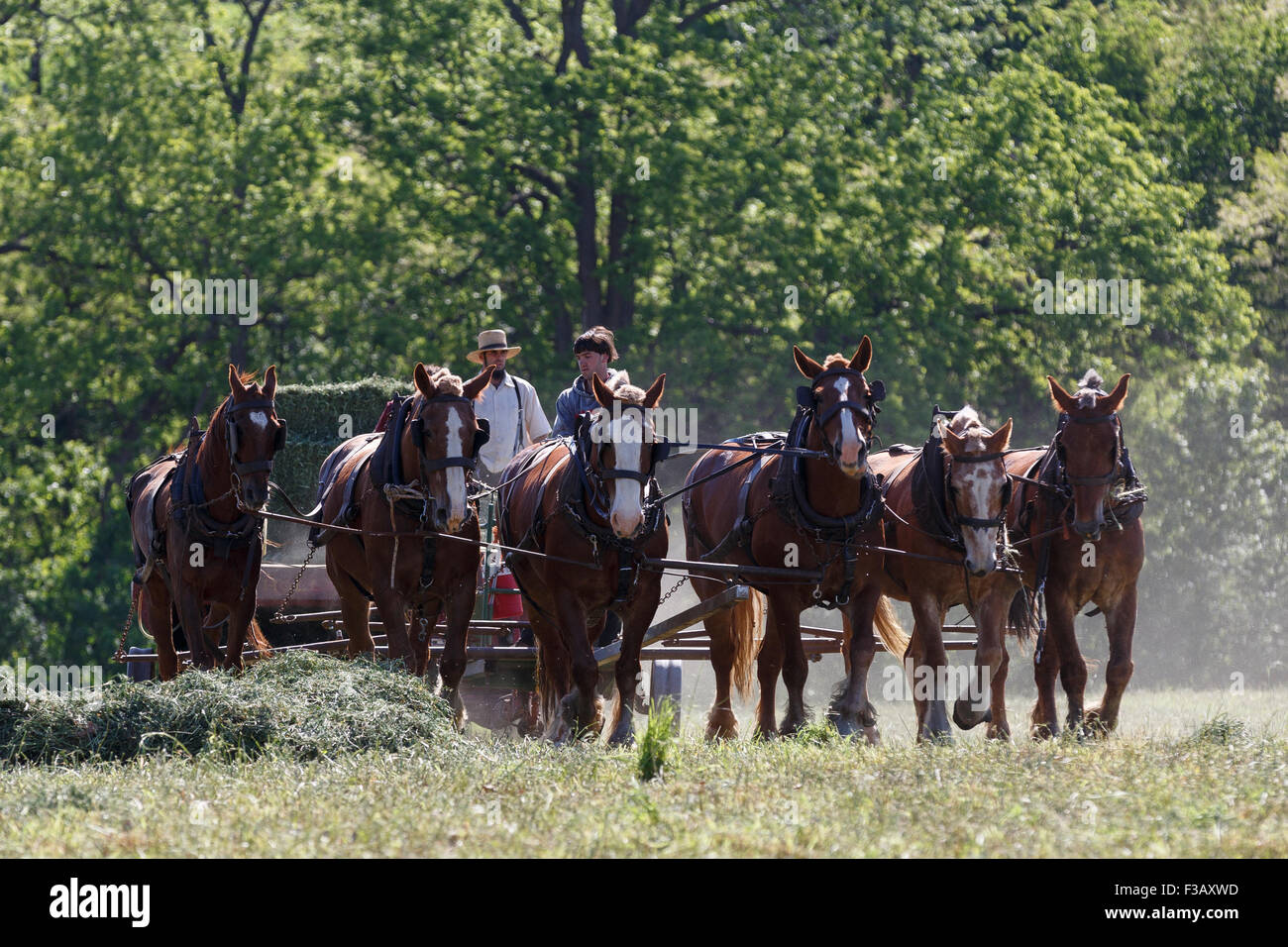 Team von sechs Pferde ziehen Heu Ballenpresse Amish Land Lancaster Pennsylvania Stockfoto
