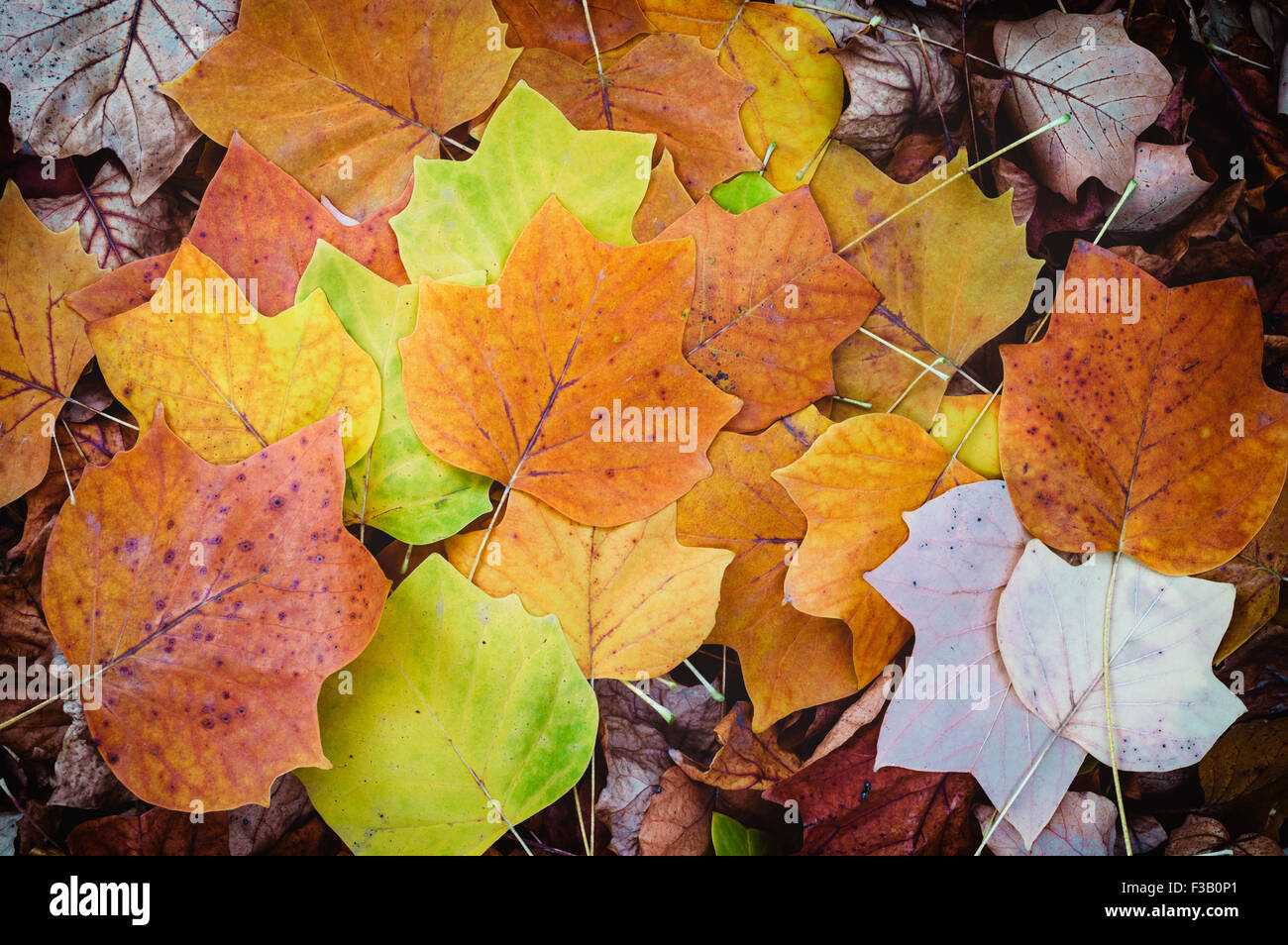 Herbstlaub Hintergrund. Tulpenbaum Stockfoto