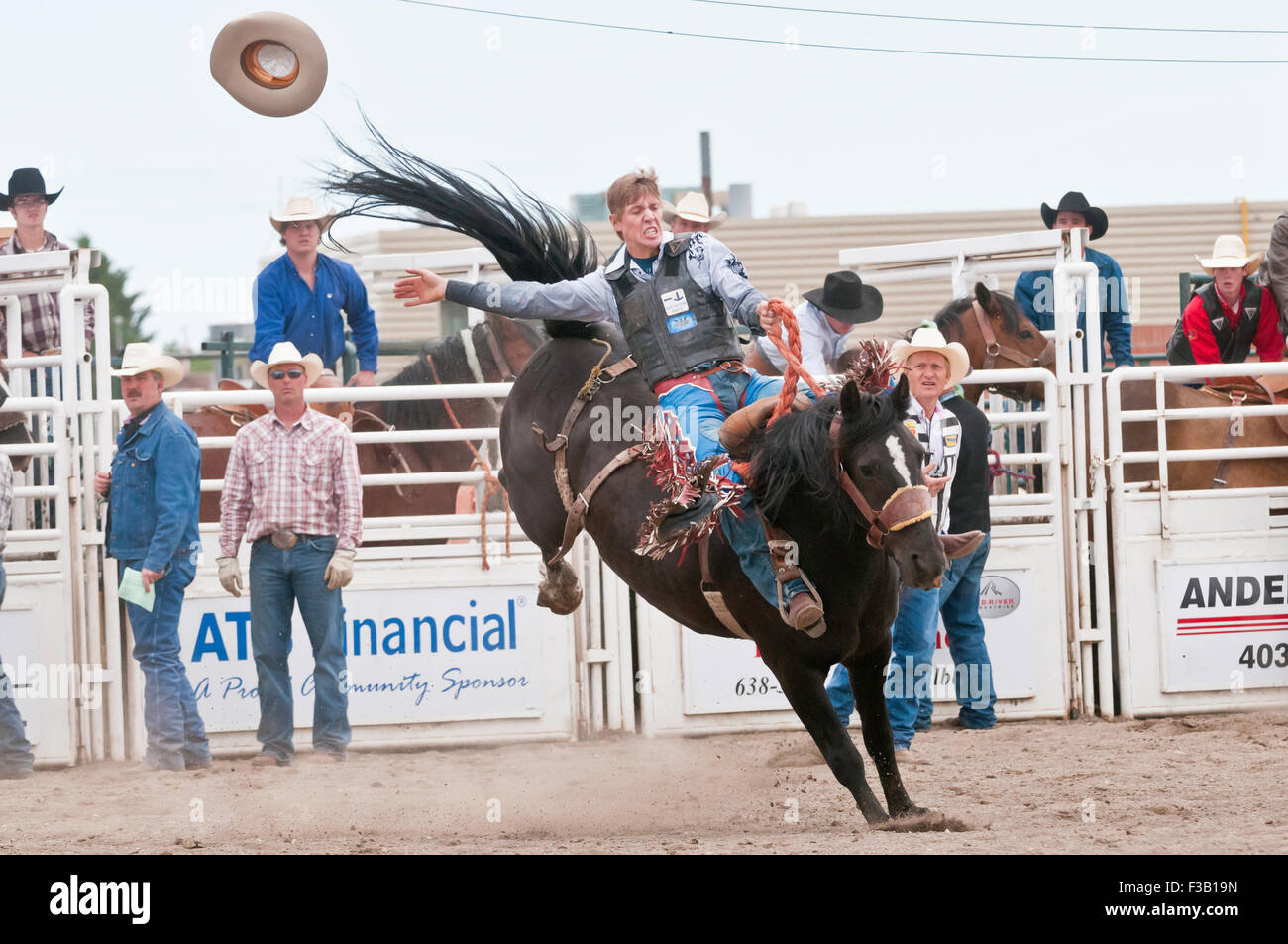 Cowboy, Sattel Bronc Reiten, Sundre Pro Rodeo, Sundre, Alberta, Kanada Stockfoto