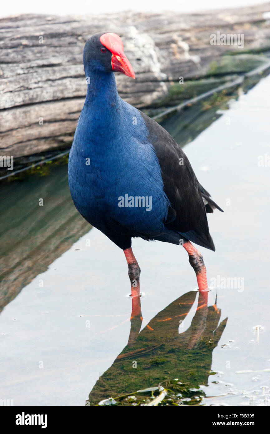 Purpurhuhn in Australien Stockfoto