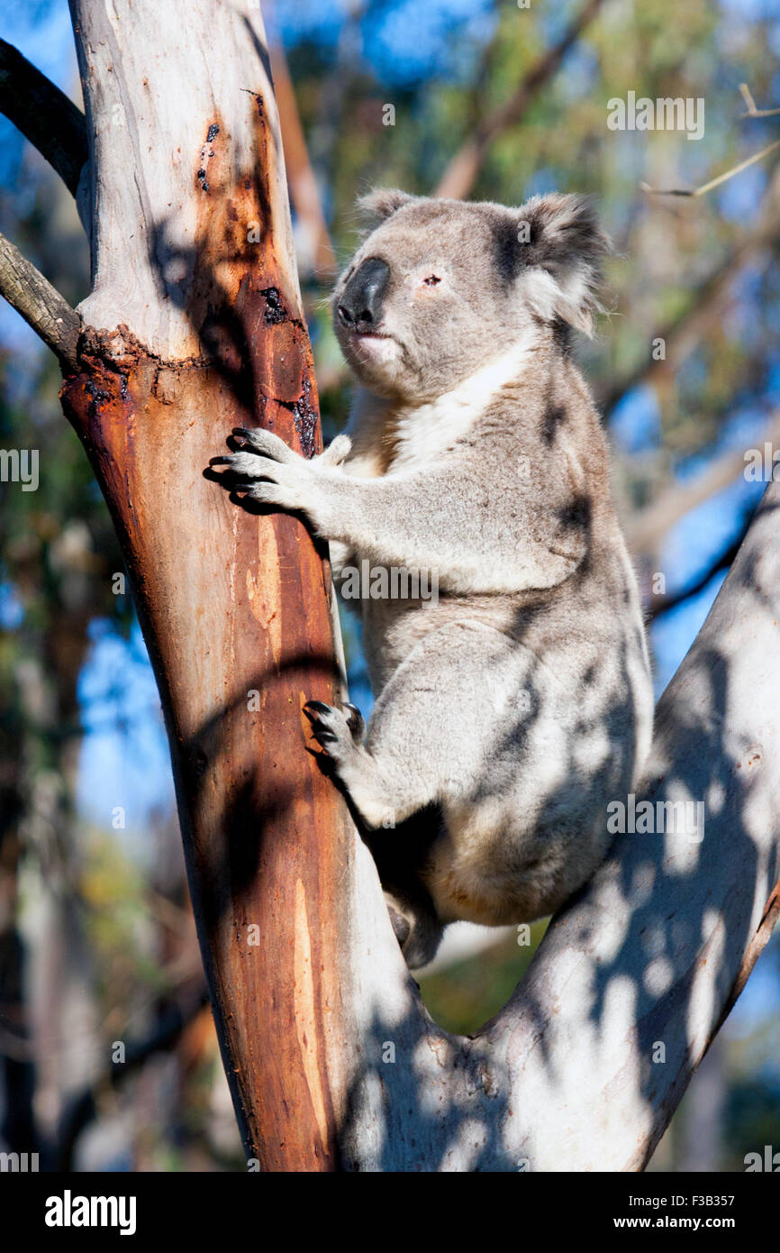 Koala in einem Eukalyptusbaum in Australien Stockfoto