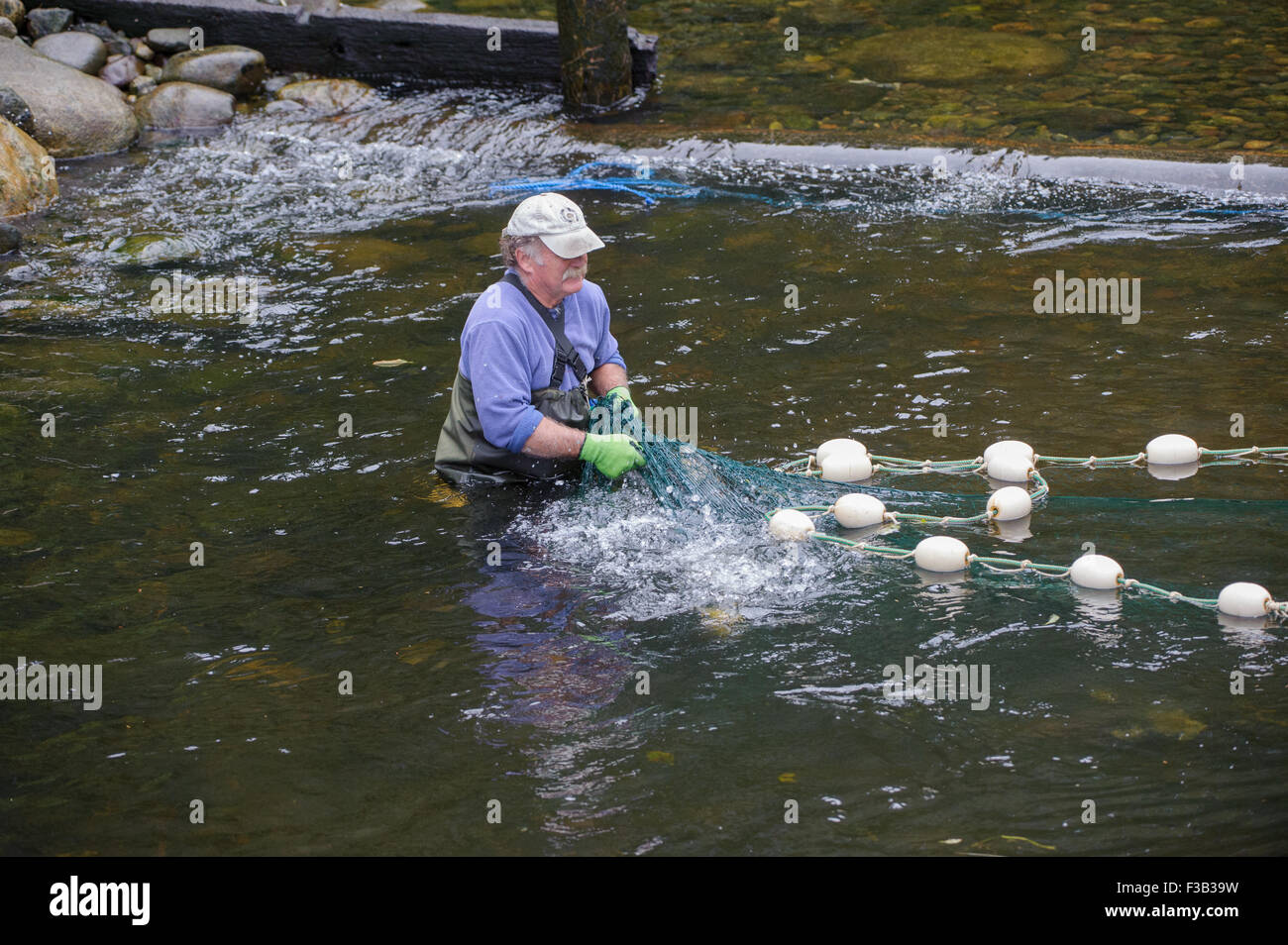 Brüterei Arbeiter netting Lachs um Eizellen und Spermien für die Fischaufzucht am Thornton Fish Hatchery sammeln Stockfoto