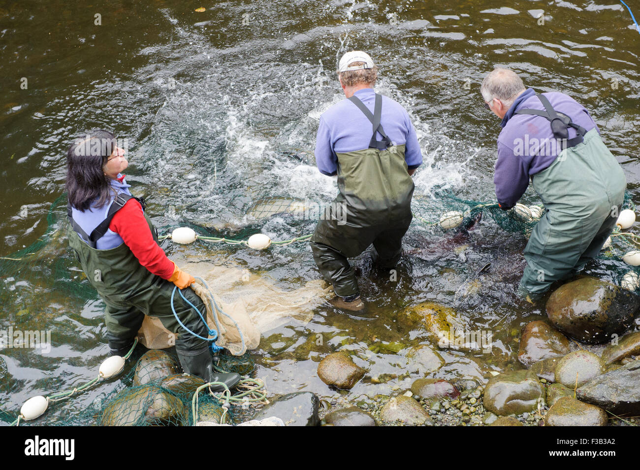 Brüterei Arbeiter netting Lachs um Eizellen und Spermien für die Fischaufzucht am Thornton Fish Hatchery sammeln Stockfoto