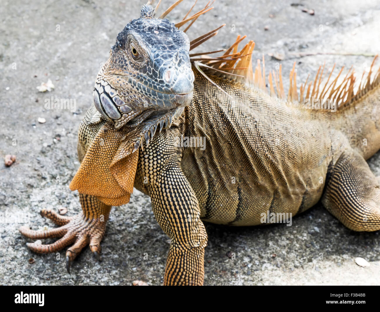 Grüner Leguan in Costa Rica Stockfoto