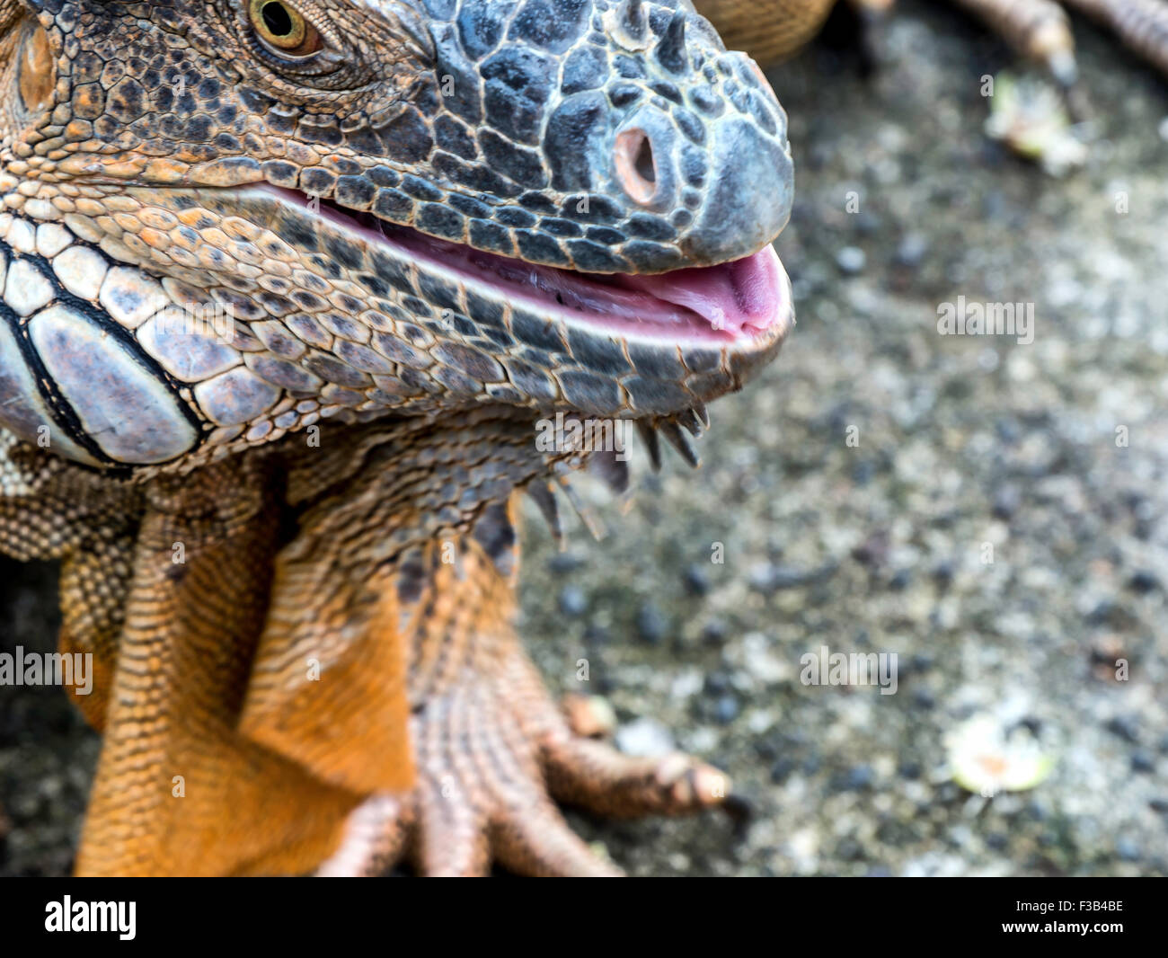 Nahaufnahme von grüner Leguan Zunge heraus Stockfoto