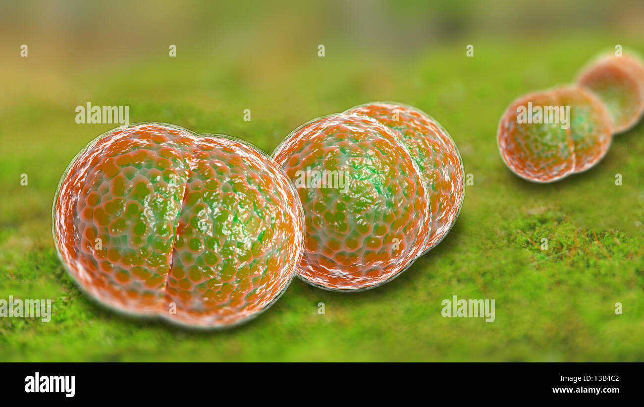 3D Mikroskop Nahaufnahme von Meningitis Bakterien, auch bekannt als meningococcus Stockfoto
