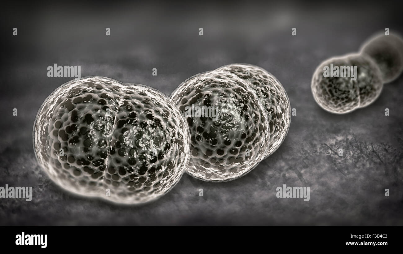 3D Mikroskop Nahaufnahme von Meningitis Bakterien, auch bekannt als meningococcus Stockfoto