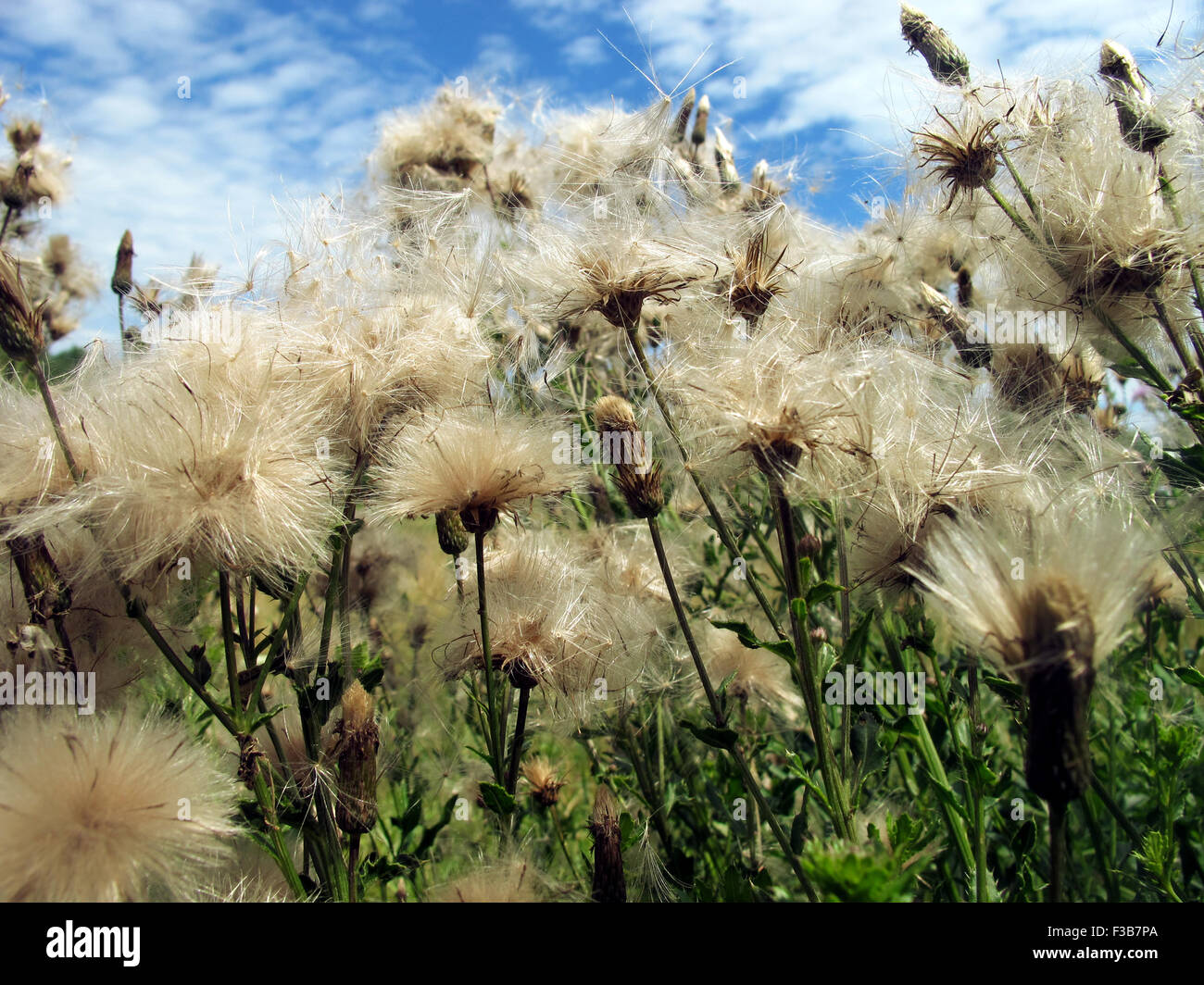 Kriechende Thistle flauschige blühende Samen. Stockfoto
