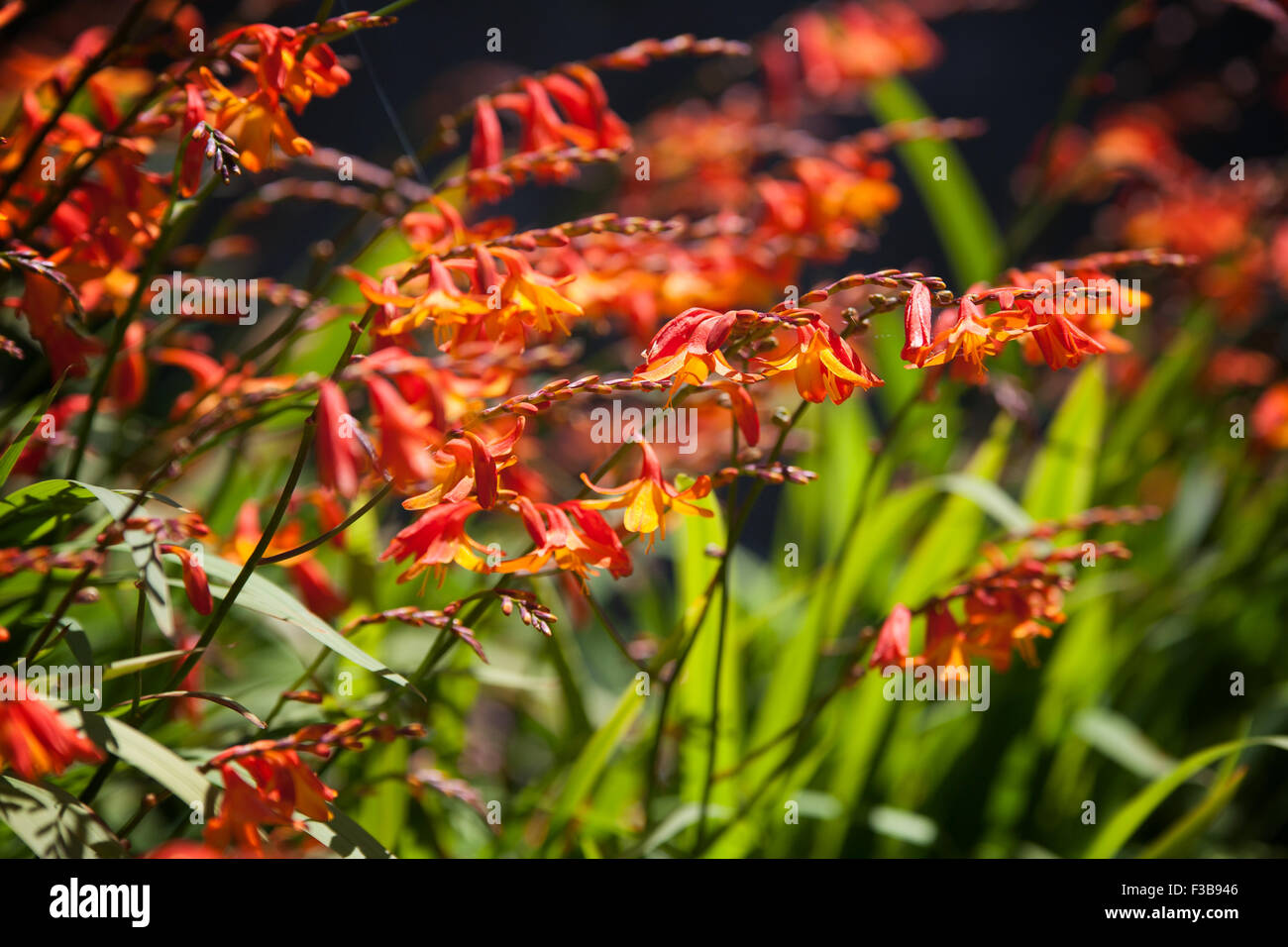 Montbretia Stockfoto